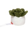 Benodigdheden MBW Schmoozies® Evergreenies® Succulent voor bedrukking &amp; borduring