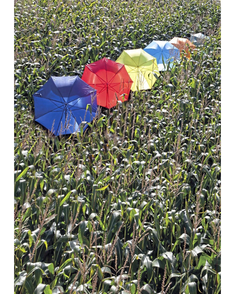 PRINTWEAR Automatic Umbrella With Wooden Handle Regenschirme personalisierbar