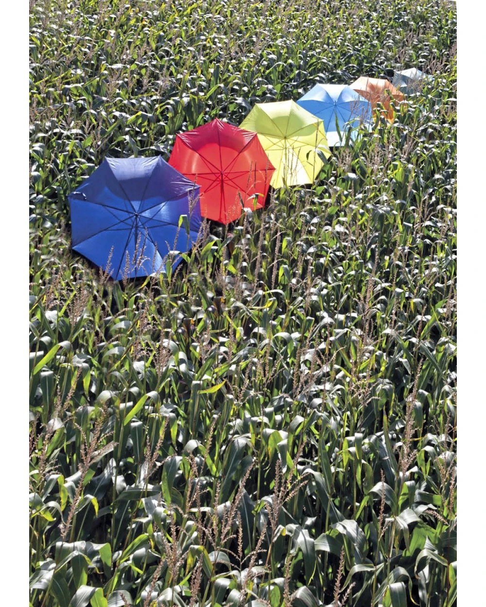 PRINTWEAR Automatic Umbrella With Wooden Handle Regenschirme personalisierbar