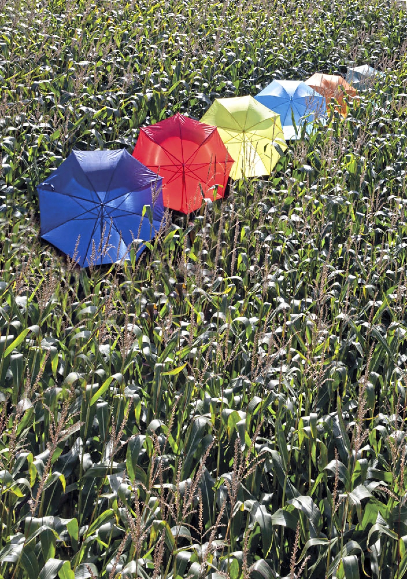 Paraplu's PRINTWEAR Automatic Umbrella With Wooden Handle voor bedrukking &amp; borduring