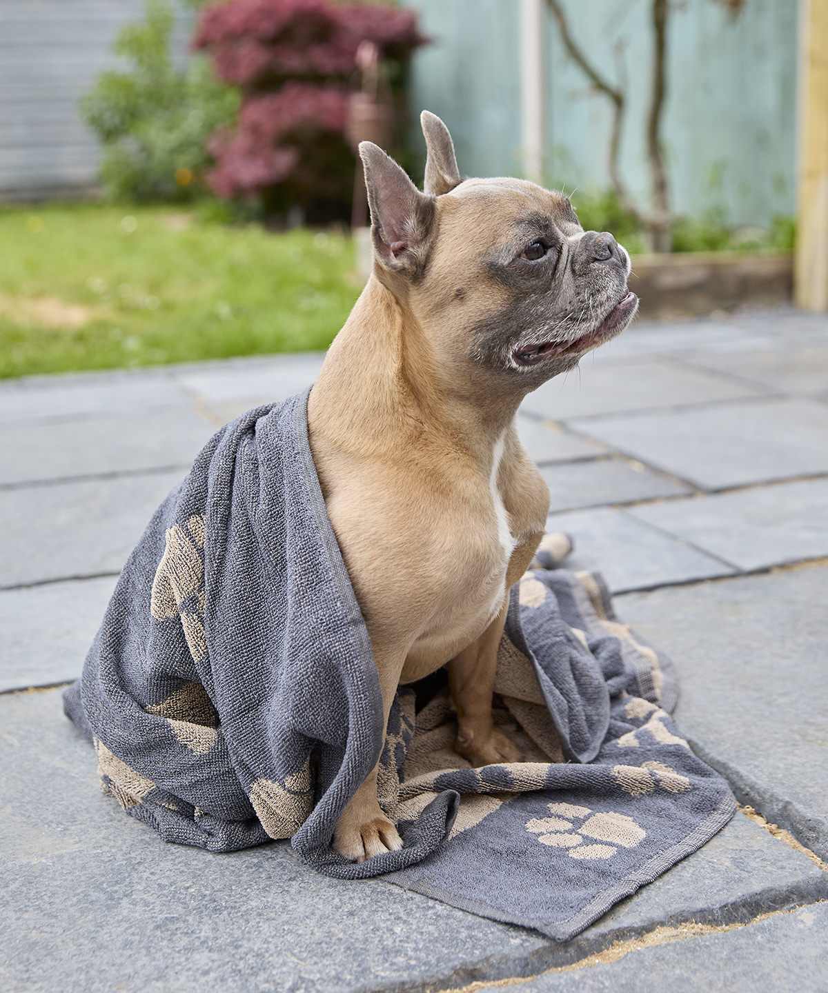 Bad artikelen HOME & LIVING Jumbo terry jacquard dog towel voor bedrukking &amp; borduring