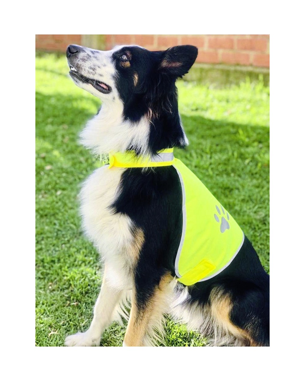 Benodigdheden KORNTEX fluovestje honden voor bedrukking &amp; borduring